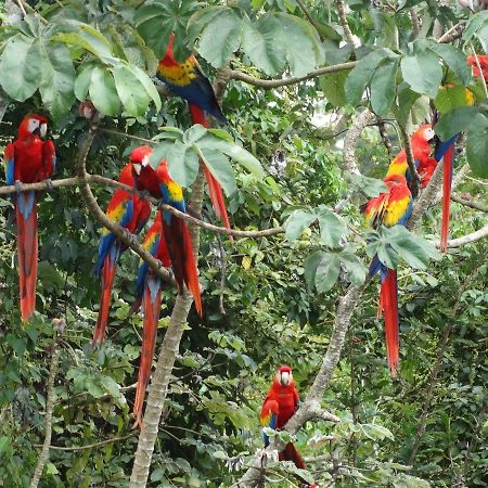Casa Guacamaya 호텔 팔렝케 외부 사진