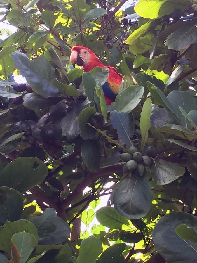 Casa Guacamaya 호텔 팔렝케 외부 사진